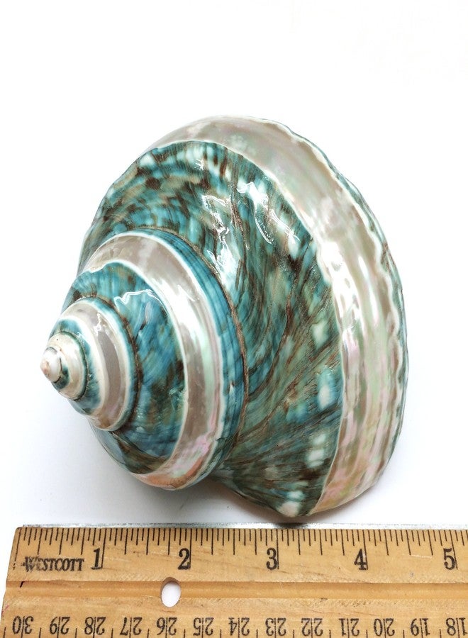 PEPPERLONELY 1 PC Banded Jade Turbo Sea Shell, Hermit Crab Sea Shells, 4 Inch ~ 5 Inch - Image 3