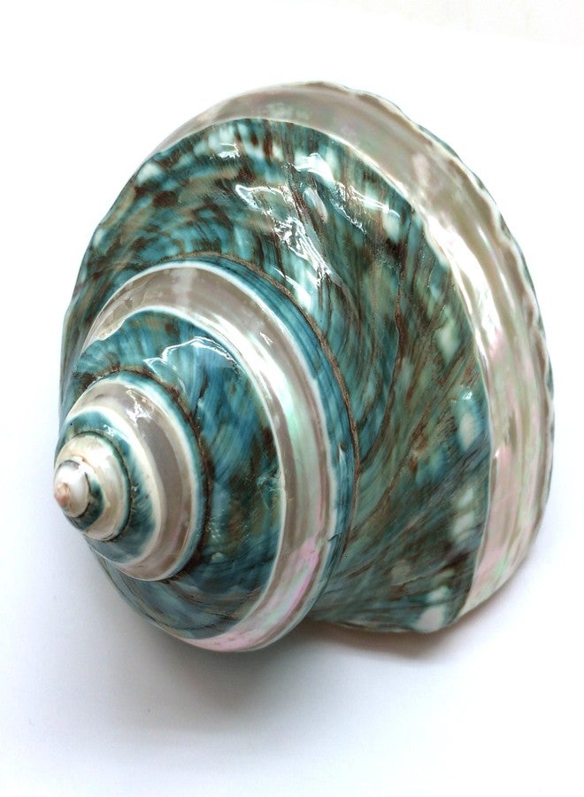 PEPPERLONELY 1 PC Banded Jade Turbo Sea Shell, Hermit Crab Sea Shells, 4 Inch ~ 5 Inch - Image 1