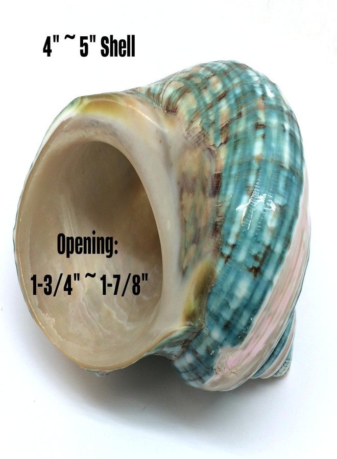PEPPERLONELY 1 PC Banded Jade Turbo Sea Shell, Hermit Crab Sea Shells, 4 Inch ~ 5 Inch - Image 2