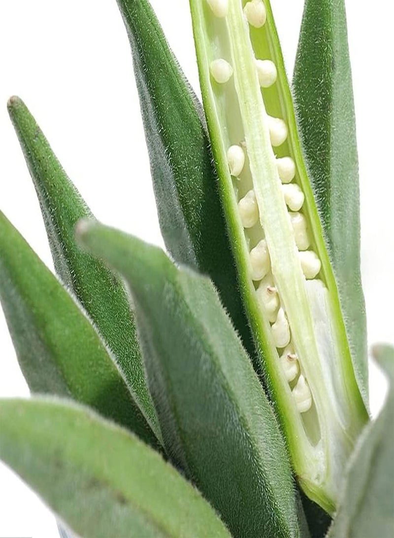 جي جوت 50 نوعًا من الخضروات الصيفية الهجينة من نوع Lady's Finger F-1 يمكن زراعتها في منزلك أو في حديقة مطبخك. - Image 3