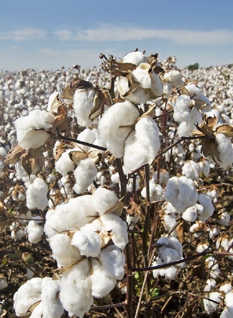 Generic Cotton Seeds for Planting - 10+ Natural Seeds - Premium Quality Cotton Seeds for Planting - White cotton Plant Seeds - Cotton for Planting in Garden Lawn  - Image 2