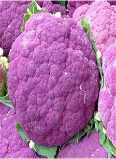 Italian Heirloom Heritage Brassica Purple Violet Cauliflower Sicily 100 Seeds. Certified French Organic Grower