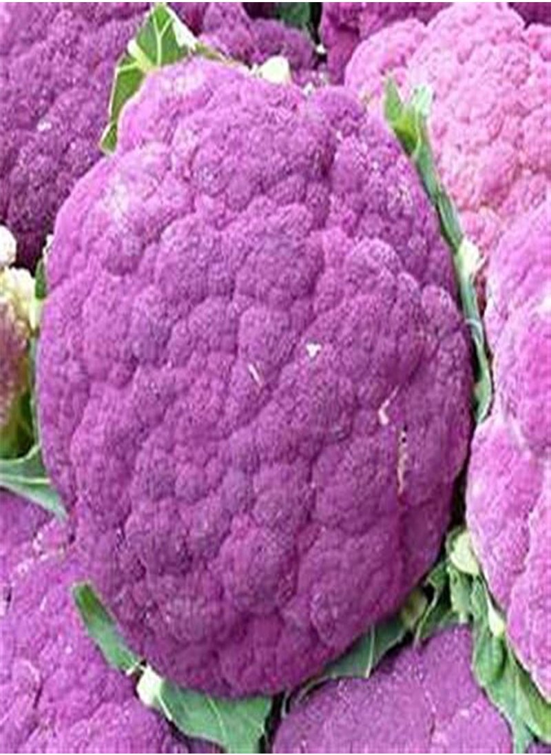 GGOOT - Italian Heirloom Heritage Brassica Purple Violet Cauliflower Sicily 100 Seeds. Certified French Organic Grower - Image 1