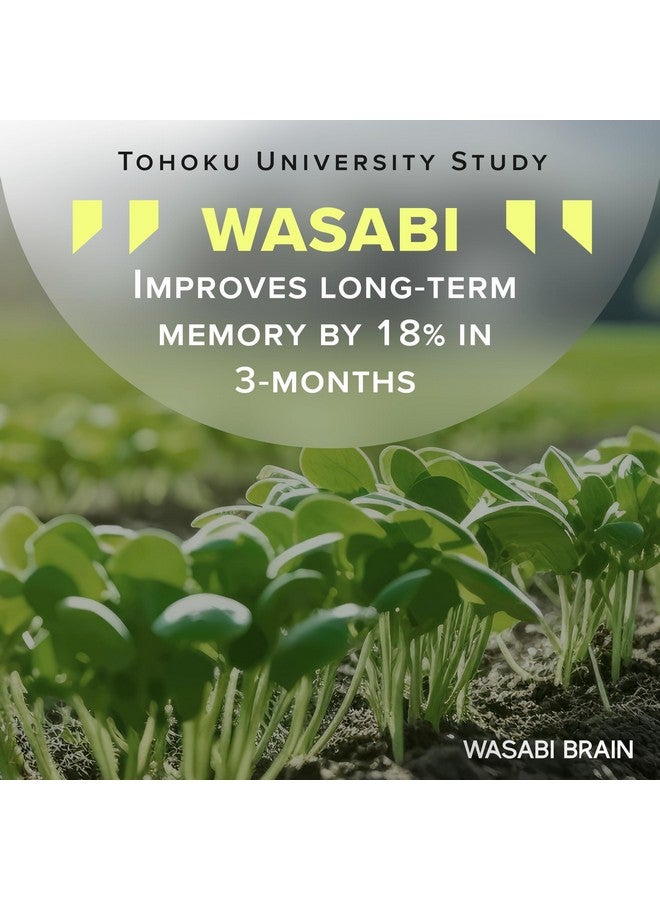 مستخلص الواسابي العضوي + زينغسيرين للذاكرة (إمداد لمدة شهرين) - أفضل مكمل للذاكرة المستهدف - دليل سريري متفوق على فينبوسيتين، أبواكوين، نوريفا، بريفجن وجينكو - Image 5