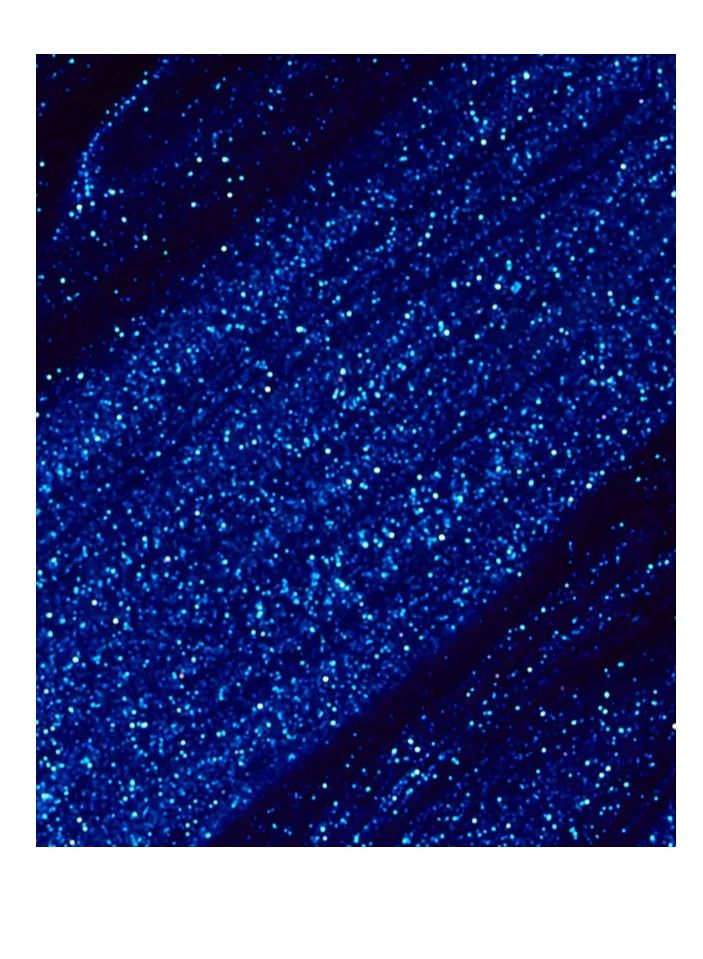 OPI Nail Lacquer Blue My Mind NL B24 15ml - Image 2