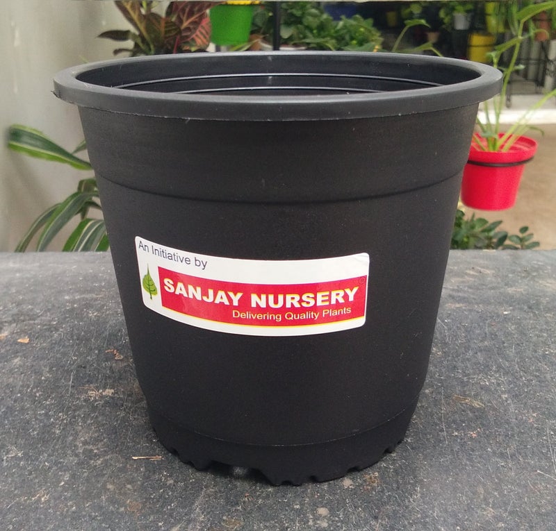 CAPPL Sunrise 14.5 Cm Gardening Plant Container (Black Nursery Plastic Pot 6") (Pack of 25) - Image 1