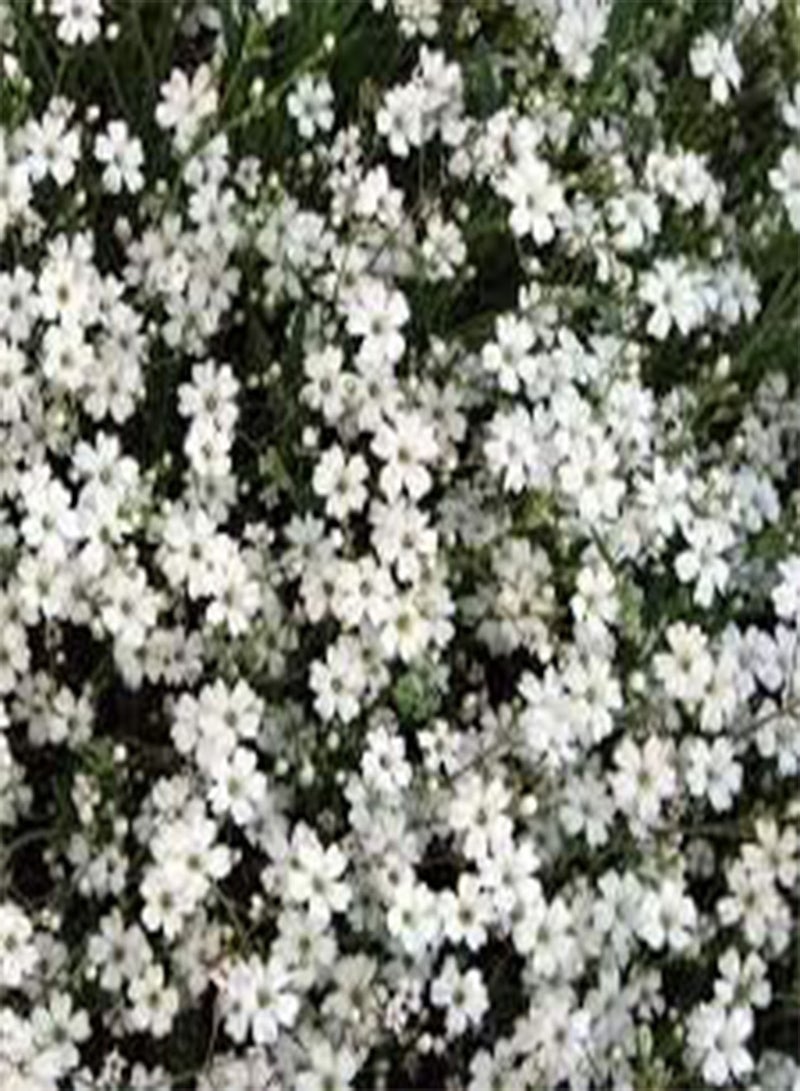 جي جوت 200 بذور زهرة جيبسوفيلا الزاحفة بيضاء اللون. - Image 1