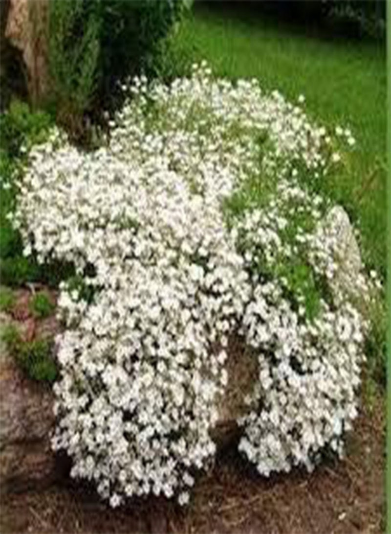 جي جوت 200 بذور زهرة جيبسوفيلا الزاحفة بيضاء اللون. - Image 3