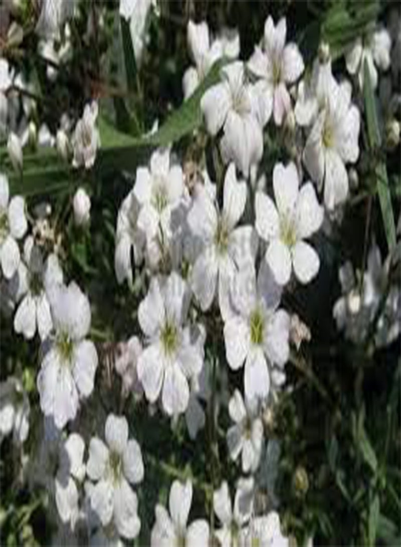 جي جوت 200 بذور زهرة جيبسوفيلا الزاحفة بيضاء اللون. - Image 2