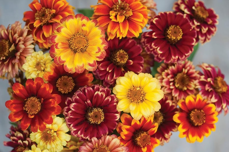 Burpee Jazzy Mix Zinnia Seeds 50 seeds - Image 3