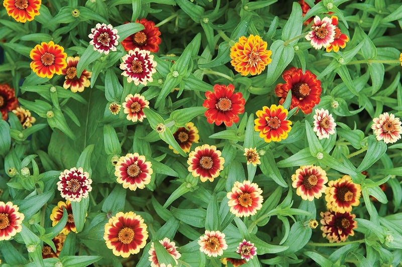 Burpee Jazzy Mix Zinnia Seeds 50 seeds - Image 2