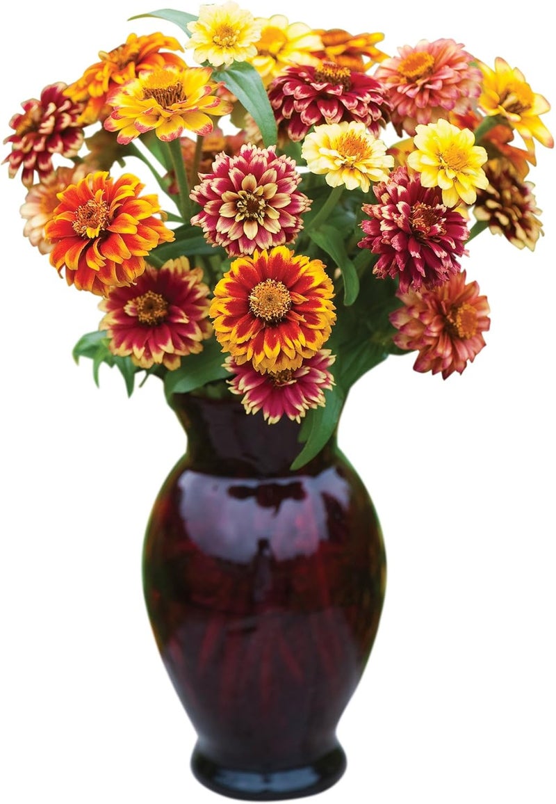 Burpee Jazzy Mix Zinnia Seeds 50 seeds - Image 1