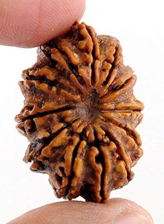 Maalavya 12 Mukhi Rudraksha with Certificate - Image 2