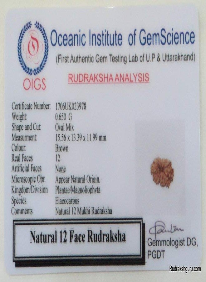 Maalavya 12 Mukhi Rudraksha with Certificate - Image 1