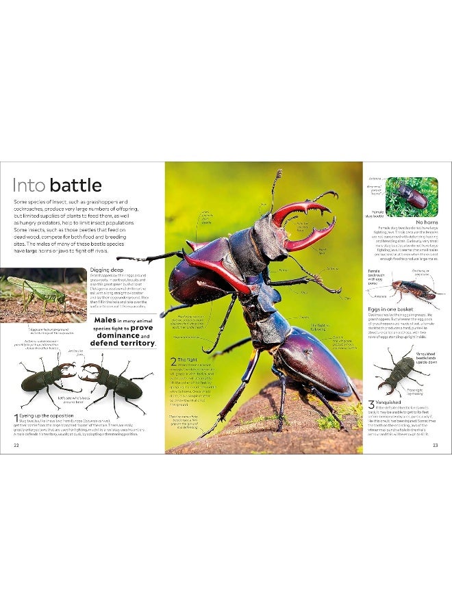 Insect - Image 5