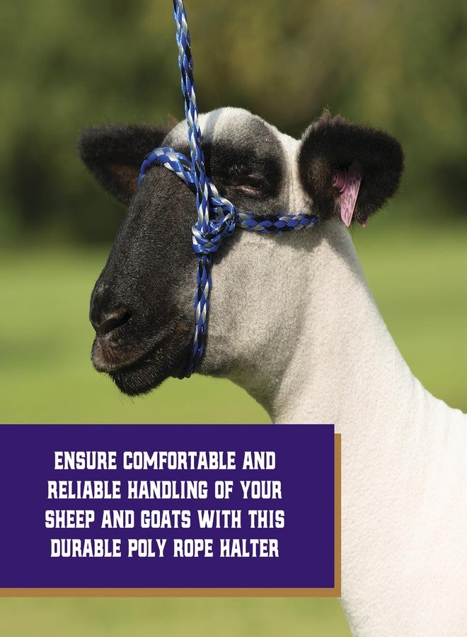 Weaver Leather Sheep Halter Black - Image 2