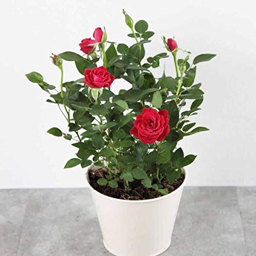 SelfLine Red Osiria Ruby Rose Flower