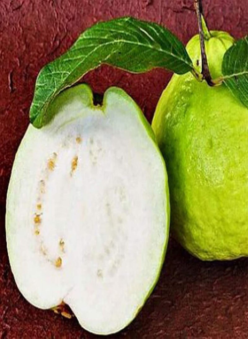 GGOOT 100Pcs/Bag Guava Seeds Edible Good Harvest Nutritious Premium White Fruit Seeds for Garden - Guava Seeds - Image 2