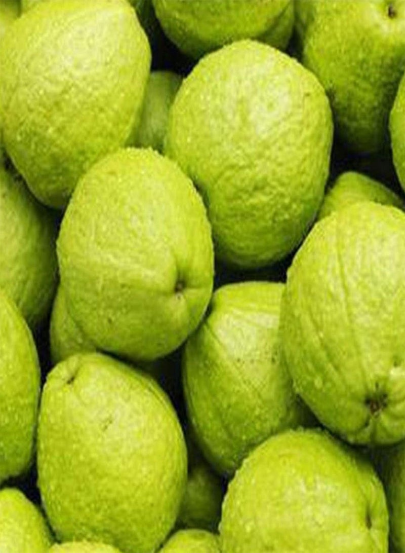 GGOOT 100Pcs/Bag Guava Seeds Edible Good Harvest Nutritious Premium White Fruit Seeds for Garden - Guava Seeds - Image 4