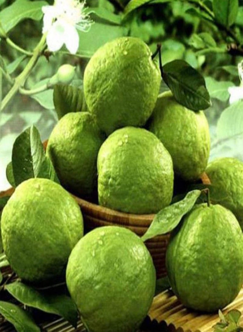 GGOOT 100Pcs/Bag Guava Seeds Edible Good Harvest Nutritious Premium White Fruit Seeds for Garden - Guava Seeds - Image 3
