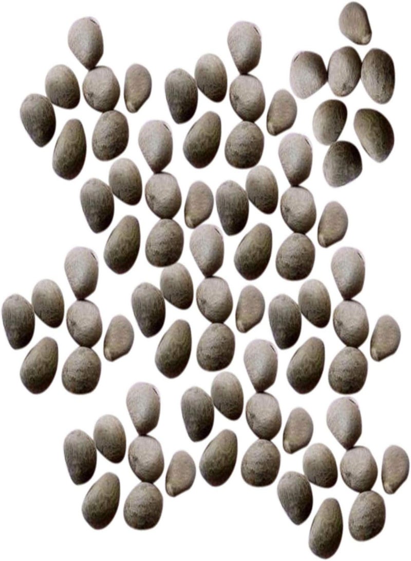 GGOOT 100Pcs/Bag Guava Seeds Edible Good Harvest Nutritious Premium White Fruit Seeds for Garden - Guava Seeds - Image 5