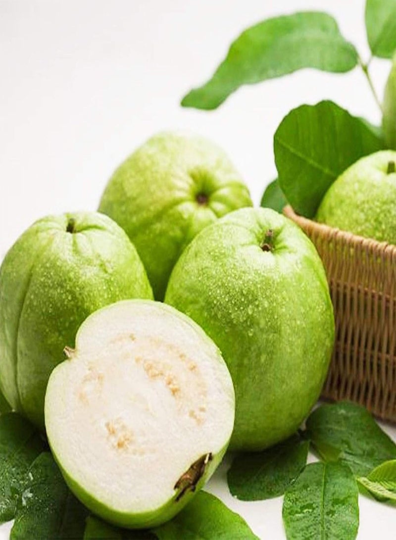 GGOOT 100Pcs/Bag Guava Seeds Edible Good Harvest Nutritious Premium White Fruit Seeds for Garden - Guava Seeds - Image 1