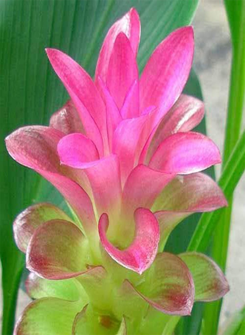 جي جوت بذور طازجة 100 قطعة بذور زهرة الكركم للزراعة وردية اللون 1