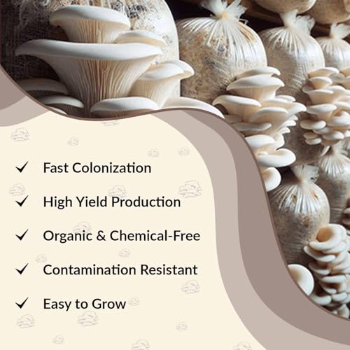 Greenify Seasonal Oyster Mushroom Growing Kit | 400gm Grain Spawn + 2 PP Bags | High Yield First Generation POB | Edible White Oyster Mushroom Seed/Spawn for Home Gardening - Image 3