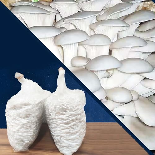 Greenify Seasonal Oyster Mushroom Growing Kit | 400gm Grain Spawn + 2 PP Bags | High Yield First Generation POB | Edible White Oyster Mushroom Seed/Spawn for Home Gardening - Image 2