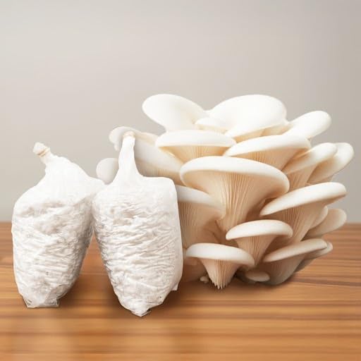 Greenify Seasonal Oyster Mushroom Growing Kit | 400gm Grain Spawn + 2 PP Bags | High Yield First Generation POB | Edible White Oyster Mushroom Seed/Spawn for Home Gardening - Image 1