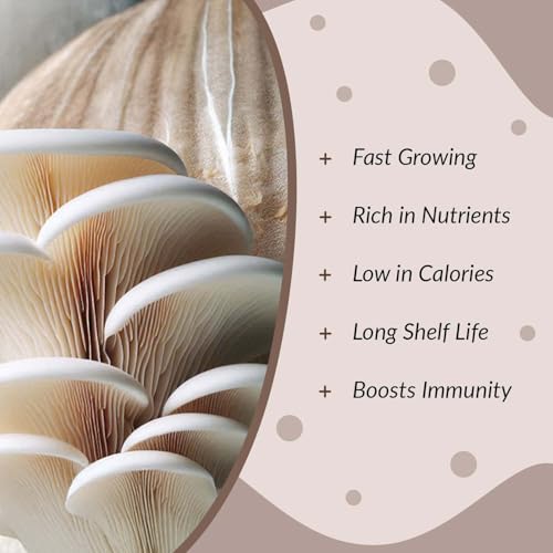 Greenify Seasonal Oyster Mushroom Growing Kit | 400gm Grain Spawn + 2 PP Bags | High Yield First Generation POB | Edible White Oyster Mushroom Seed/Spawn for Home Gardening - Image 4