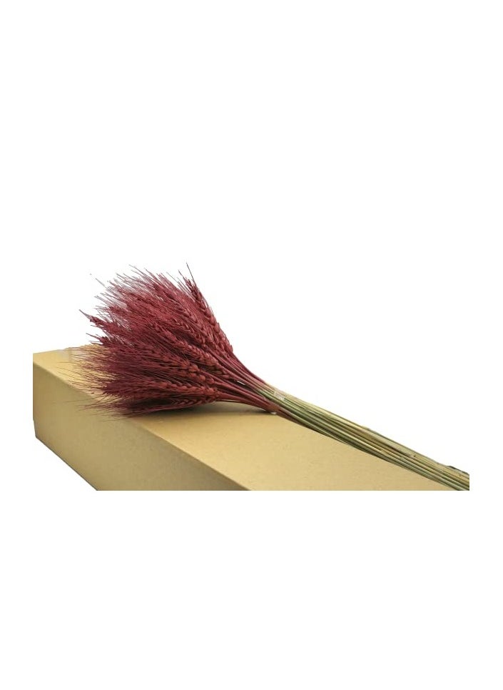 Generic Natural Dried Wheat Grass Bundle Artificial Wheat Dried Flower (Cherry wood , 50)  - Image 1