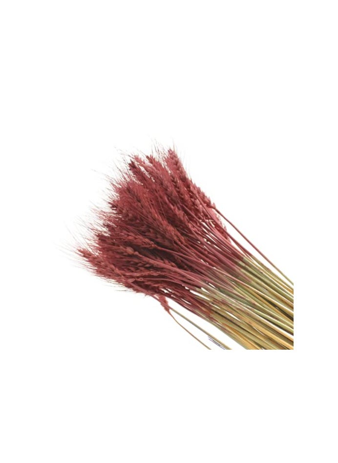 Generic Natural Dried Wheat Grass Bundle Artificial Wheat Dried Flower (Cherry wood , 50)  - Image 3