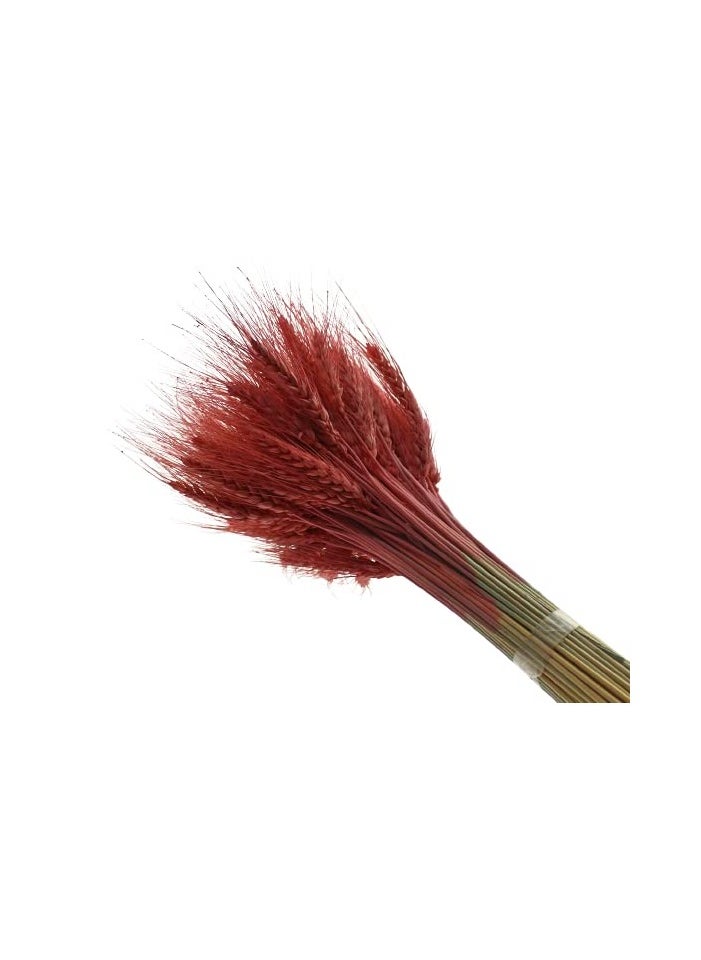 Generic Natural Dried Wheat Grass Bundle Artificial Wheat Dried Flower (Cherry wood , 50)  - Image 4