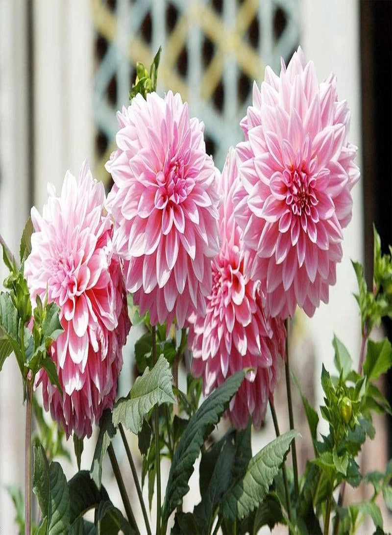 جي جوت 500 قطعة من بذور الداليا المعمرة المتنوعة للزراعة في الشرفات الخارجية والفناء، سهلة العناية، زهور عطرية ساحرة للحدائق - Image 3