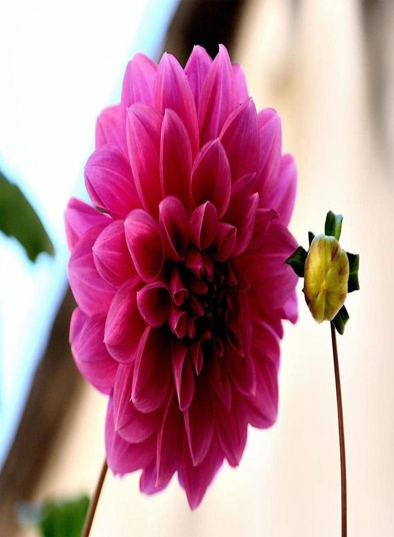 جي جوت 500 قطعة من بذور الداليا المعمرة المتنوعة للزراعة في الشرفات الخارجية والفناء، سهلة العناية، زهور عطرية ساحرة للحدائق - Image 2