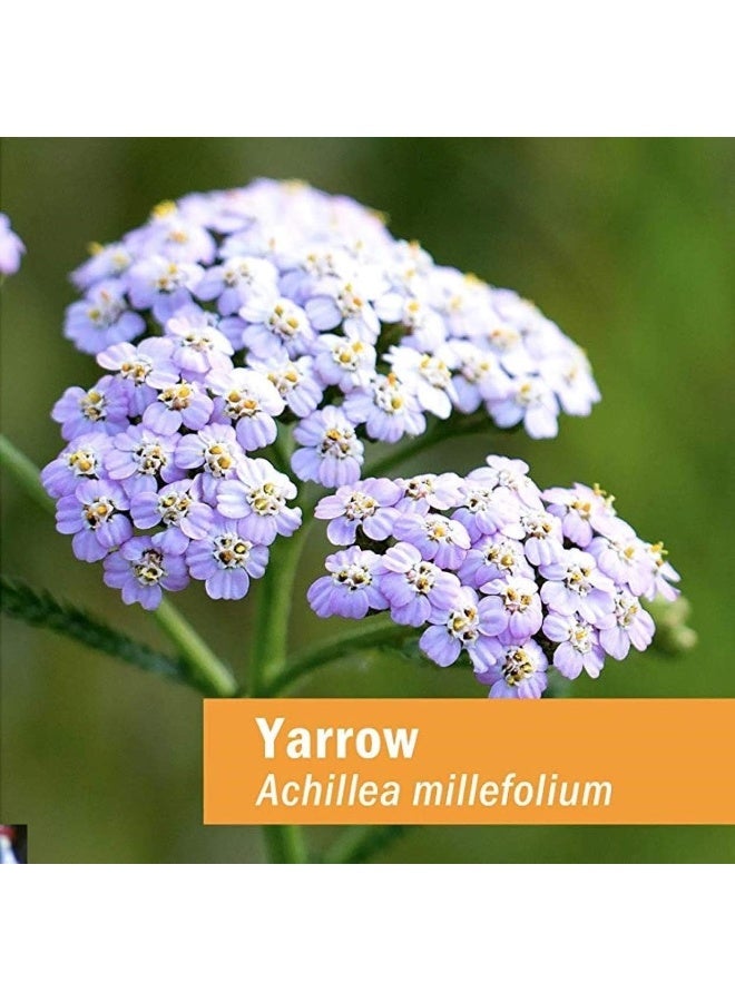 HERB PHARM Achillea Millefolium Yarrow Optimal Well Being - Image 2