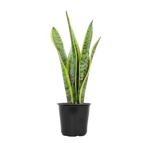 Plants for Pets Live Snake Plant, Sansevieria trifasciata Laurentii, Fully Rooted Indoor House Plant in Pot, Mother in Law Tongue Sansevieria Plant, Potted Succulent Plants, Sansevieria laurentii by Plants for Pets - Image 1