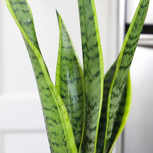 Plants for Pets Live Snake Plant, Sansevieria trifasciata Laurentii, Fully Rooted Indoor House Plant in Pot, Mother in Law Tongue Sansevieria Plant, Potted Succulent Plants, Sansevieria laurentii by Plants for Pets - Image 5