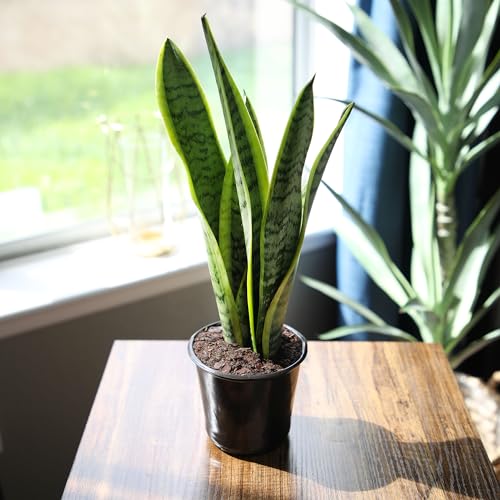 Plants for Pets Live Snake Plant, Sansevieria trifasciata Laurentii, Fully Rooted Indoor House Plant in Pot, Mother in Law Tongue Sansevieria Plant, Potted Succulent Plants, Sansevieria laurentii by Plants for Pets - Image 4