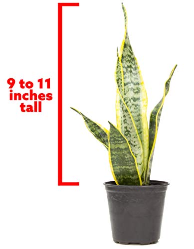 Plants for Pets Live Snake Plant, Sansevieria trifasciata Laurentii, Fully Rooted Indoor House Plant in Pot, Mother in Law Tongue Sansevieria Plant, Potted Succulent Plants, Sansevieria laurentii by Plants for Pets - Image 2