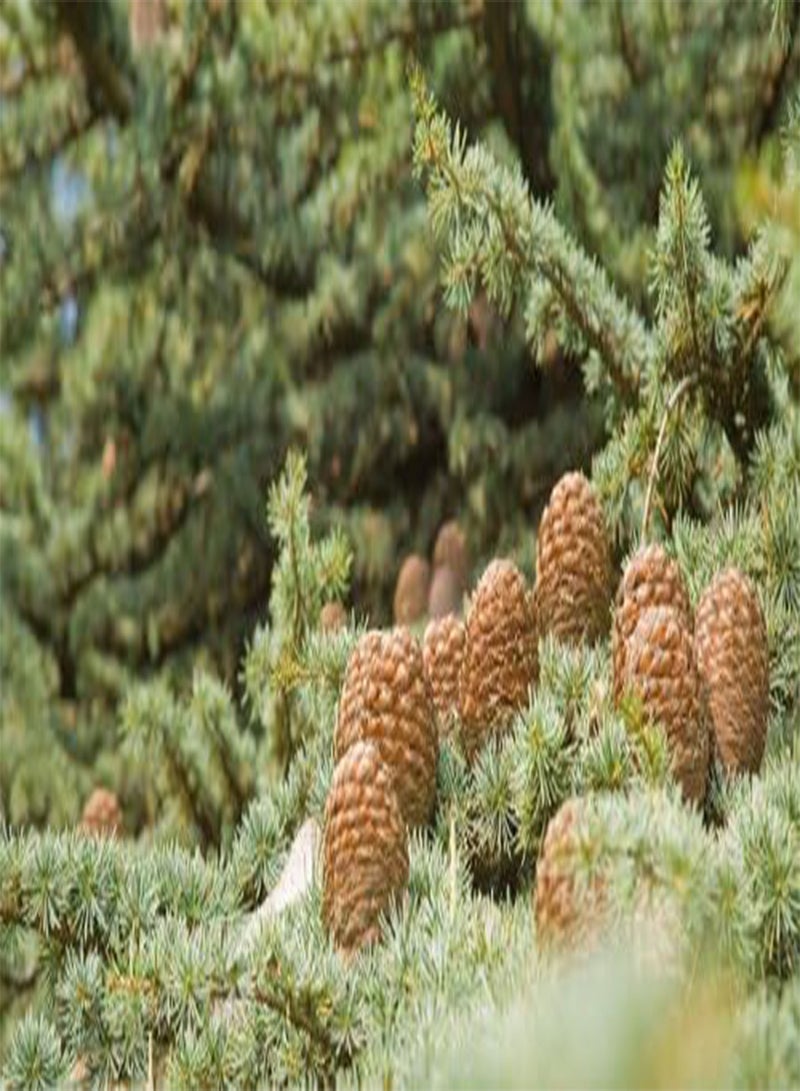 جي جوت بذور Cedrus deodara (الديودار/الأرز الهندي) 10 بذور - Image 2