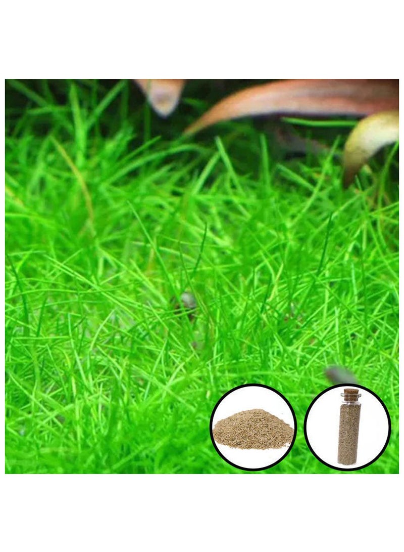 Aquarium Seeds Mini Hair Grass 15ml - Image 2