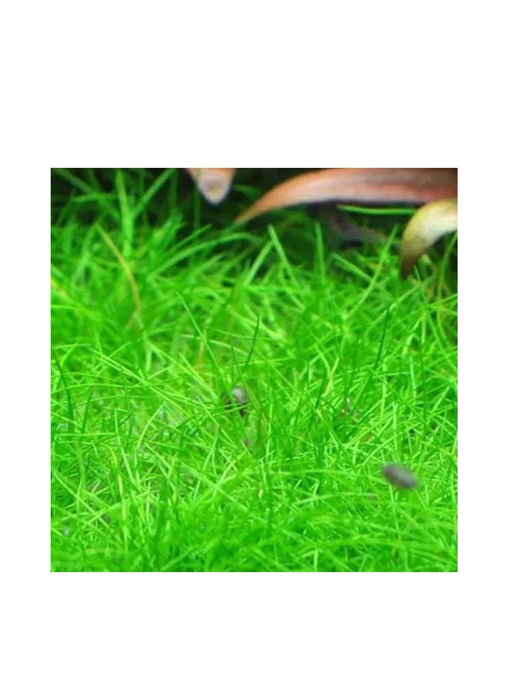 Aquarium Seeds Mini Hair Grass 15ml - Image 4