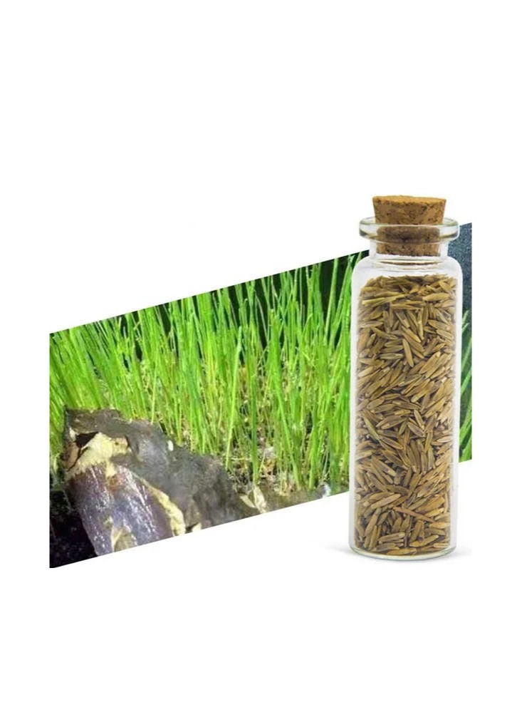 Aquarium Seeds Mini Hair Grass 15ml - Image 3