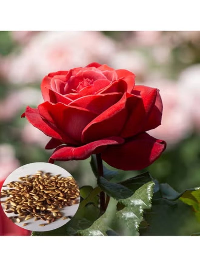 VSELL بذور الورد الأحمر الفاخر – عبوة من 3 – لمسة خالدة من الأناقة لحديقة ساحرة وجذابة - Image 1