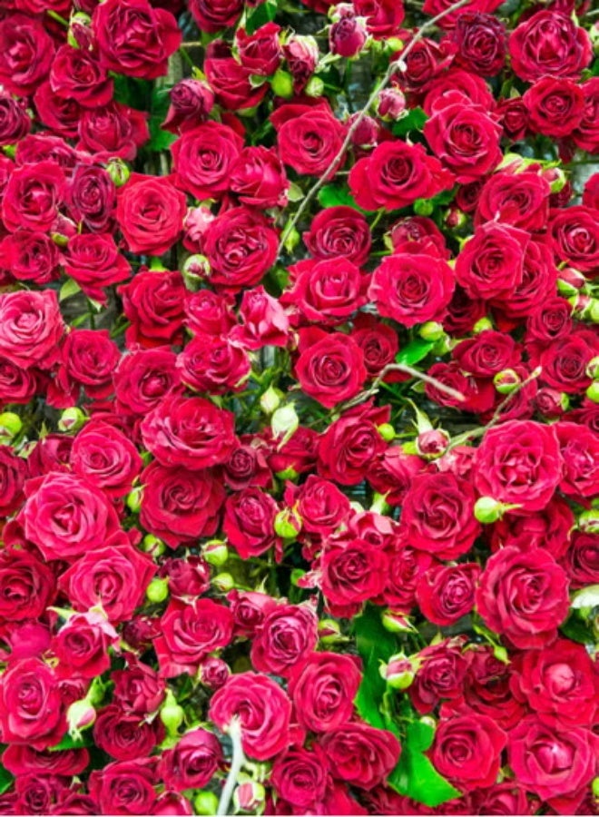 VSELL بذور الورد الأحمر الفاخر – عبوة من 3 – لمسة خالدة من الأناقة لحديقة ساحرة وجذابة - Image 2