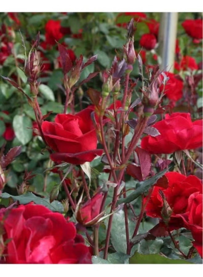 VSELL بذور الورد الأحمر الفاخر – عبوة من 3 – لمسة خالدة من الأناقة لحديقة ساحرة وجذابة - Image 3