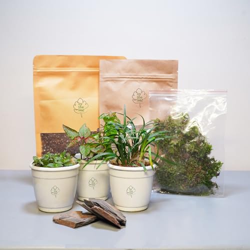 ByTheLeaf DIY Terrarium Kit with Green Elements | Fishbowl Glass Container with Cork Lid | Easy-to-Maintain Mini Indoor Garden | Eco-Friendly Decor | Planters & Supplies Sold Seperately - Image 5