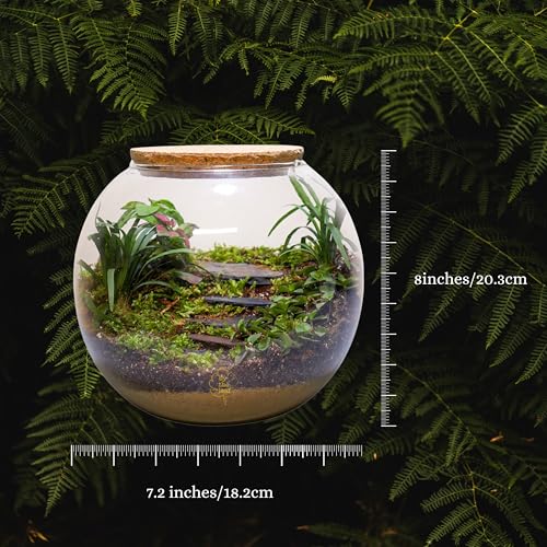 ByTheLeaf DIY Terrarium Kit with Green Elements | Fishbowl Glass Container with Cork Lid | Easy-to-Maintain Mini Indoor Garden | Eco-Friendly Decor | Planters & Supplies Sold Seperately - Image 4